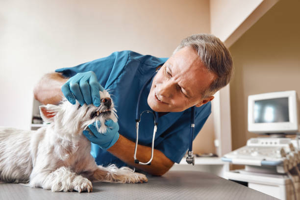 Best Emergency Dental Care for Broken or Chipped Teeth in El Portal, FL